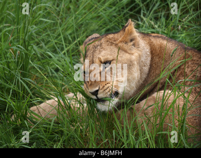 Giovani LION CUB mangiare erba Foto Stock