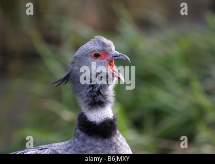 Crested screamer, Chauna torquata Foto Stock