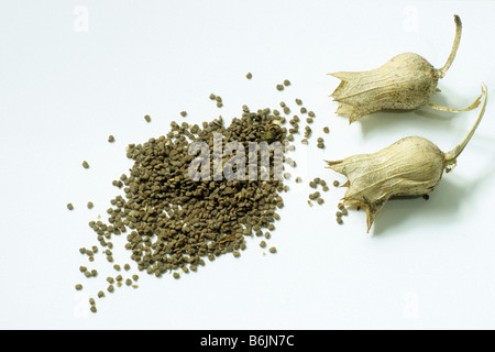 Nero (Henbane Hyoscyamus niger), i frutti e le sementi, studio immagine Foto Stock
