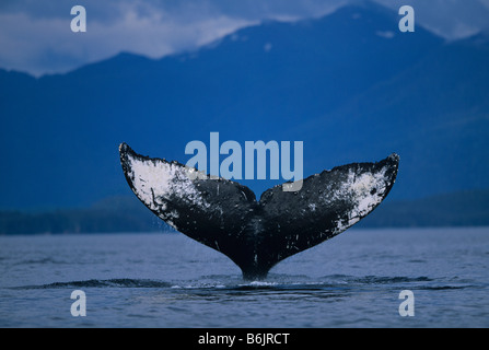 Alaska, Tongass National Forest, Coda passera nera di Humpback Whale (Megaptera novaengliae) scandaglio in Frederick Sound Foto Stock