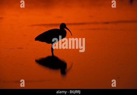 Sanibel Island, FL un bianco Ibis, Eudocimus albus, stagliano al tramonto, a Ding Darling National Wildlife Refuge. Piane di marea. Foto Stock