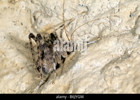 Grotta Cricket (Troglophilus cavicola) Foto Stock