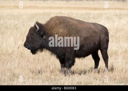 Una femmina adulta bisonti americani Foto Stock