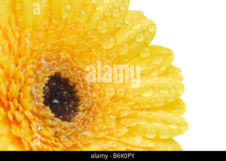 Bella fresca di gerbera gialla fiore isolato su uno sfondo bianco Foto Stock