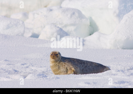 Guarnizione inanellato Phoca hispida adulto si appoggia al di fuori del suo foro per la respirazione sul multi strato di ghiaccio mare Chukchi off la costiera artico Foto Stock