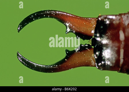Comune (Earwig Forficula auricularia), maschio, close-up del forcipe Foto Stock