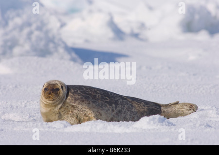 Guarnizione inanellato Phoca hispida adulto si appoggia al di fuori del suo foro per la respirazione sul multi strato di ghiaccio mare Chukchi off l'Artico villaggio costiero Foto Stock