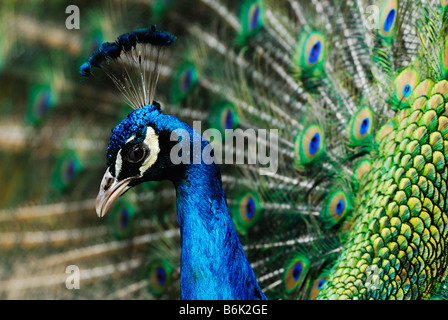 Bel maschio pavone indiano che mostra le sue piume Pavo cristatus Foto Stock