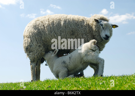 Carino agnello bere latte di pecora madre in Olanda i Paesi Bassi Foto Stock