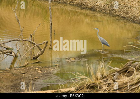 La fauna selvatica AIRONE CENERINO Ardea cinerea seduti a bordo di acqua waterhole sud-Afrika sud africa guarda guarda per prendere cibo Foto Stock