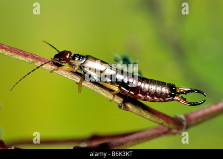Comune (Earwig Forficula auricularia), maschio su ramoscello Foto Stock