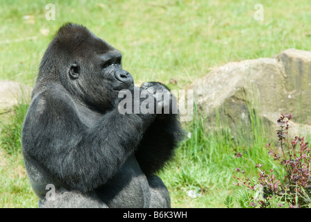 In prossimità di un grande gorilla maschio Foto Stock