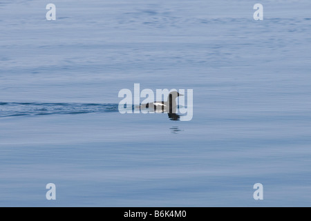 Pigeon guillemot Cepphus columba adulto nuota in un filo interrotto tra i ghiacci Chukchi Sea off l'Artico villaggio costiero di Barro Foto Stock