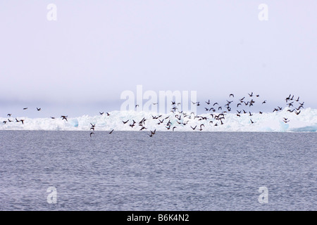 Re eider Somateria spectabilis gregge volare attraverso un filo interrotto tra i ghiacci Chukchi Sea off l'Artico villaggio costiero di Ba Foto Stock