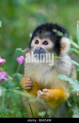 Carino Scimmia di scoiattolo Saimiri sottofamiglia saimiriinae Foto Stock