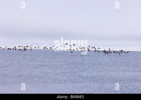 Re eider Somateria spectabilis gregge volare attraverso un filo interrotto tra i ghiacci Chukchi Sea off l'Artico villaggio costiero AK Foto Stock