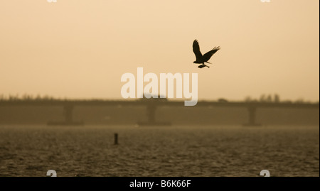 Un Osprey frizioni a pescare nella sua talons " come si vola lungo la riva di Sanibel Island; la Causeway è visibile in background Foto Stock