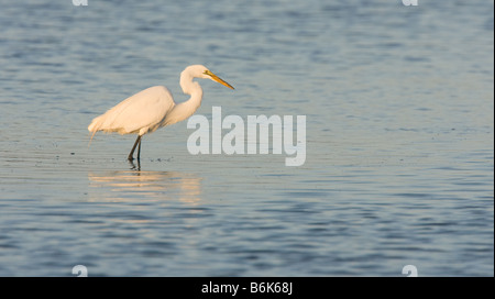 Un Airone bianco maggiore pesci nel Golfo del Messico, Fort Myers, Florida. Foto Stock