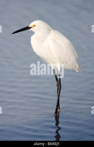 Un Airone nevoso sorge nell'acqua lungo la costa del Golfo del Messico a Fort Myers, Florida. Foto Stock