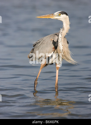 Un Airone blu wades nel Golfo del Messico a poco Estero Laguna, Fort Myers, Florida Foto Stock