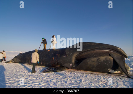 Inupiaq sussistenza whalers butcher un bowhead whale Balaena mysticetus catturati durante la primavera stagione di caccia alle balene sulla banchisa AK Foto Stock