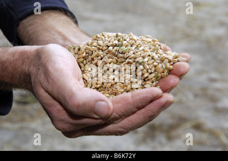 Close-up di dettaglio dell'agricoltore mani tenendo i cereali utilizzati per l'alimentazione di bestiame Foto Stock