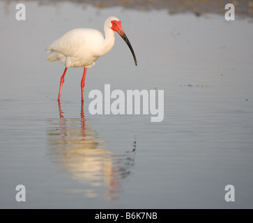 Un Ibis in allevamento piumaggio passeggiate attraverso l acqua a poco Estero Laguna, Fort Myers, Florida Foto Stock