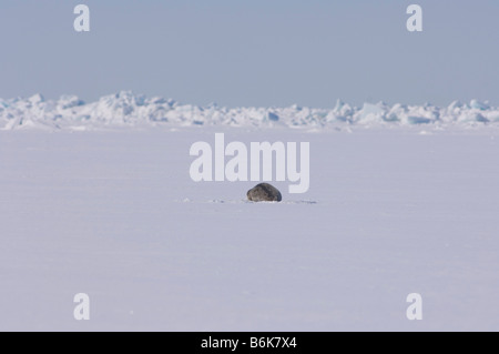 Guarnizione inanellato Phoca hispida adulto si appoggia al di fuori del suo foro per la respirazione sul multi strato di ghiaccio mare Chukchi off l'Artico Alaska Foto Stock