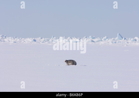 Guarnizione inanellato Phoca hispida adulto si appoggia al di fuori del suo foro per la respirazione sul multi strato di ghiaccio mare Chukchi off l'Artico Alaska Foto Stock