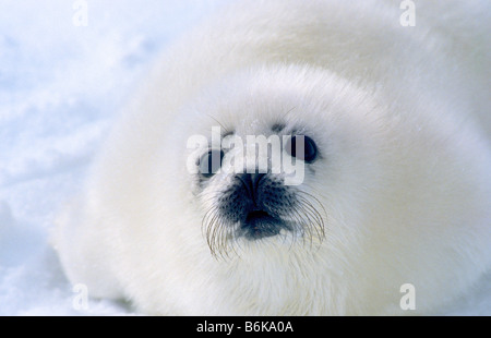 Camice bianco guarnizione pup (Arpa tenuta) Foto Stock