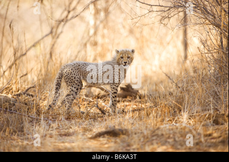 La fauna selvatica cheetah gepard giovane bambino neonato cub Acinonyx jubatus stare in piedi Sudafrica sud-afrika deserto sud afr Foto Stock