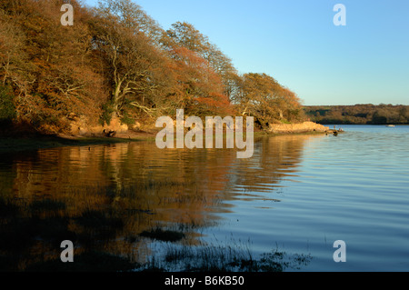 Luce della Sera i colori autunnali Picton punto Cleddau Pembrokeshire Wales UK Europa Foto Stock