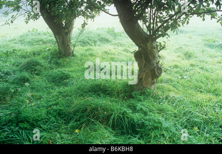 Due nodose e lopped tronchi di Apple o Malus sylvestris domestica alberi con la tarda estate di foglie e di erba retroilluminato Foto Stock