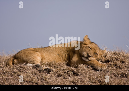 Un giovane leone prendendo un pisolino di pomeriggio Foto Stock