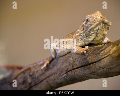 Comune Drago barbuto lizard reptile Pogona barbata in Gerusalemme lo Zoo Biblico Foto Stock