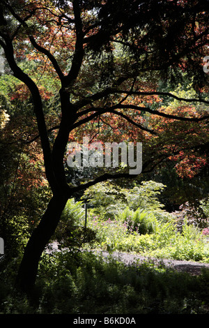 Acer albero in silhouette a Constable Burton Hall garden trail nelle vicinanze Bedale North Yorkshire Foto Stock