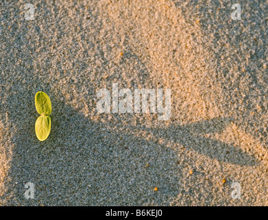 Green bud germoglio nella sabbia Foto Stock