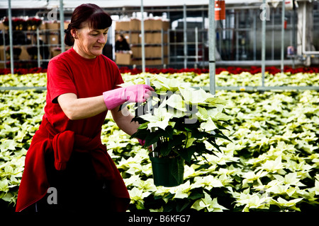 Imballare Poinsettia piante pronto per il supermercato Foto Stock