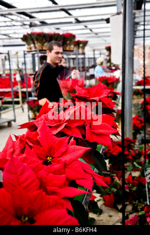 Imballare Poinsettia piante pronto per il supermercato Foto Stock