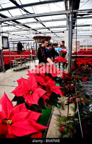 Imballare Poinsettia piante pronto per il supermercato Foto Stock