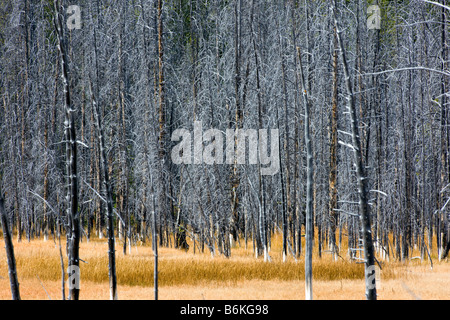 Alberi uccisi dalle caratteristiche termiche, vicino a Grand Prismatic Spring, Midway Geyser Basin, il Parco Nazionale di Yellowstone; Wyoming; USA Foto Stock