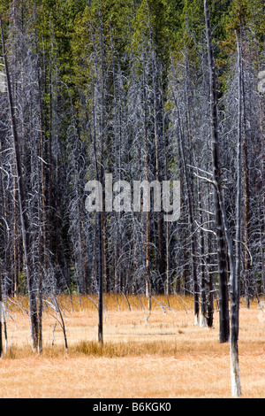 Alberi uccisi dalle caratteristiche termiche, vicino a Grand Prismatic Spring, Midway Geyser Basin, il Parco Nazionale di Yellowstone; Wyoming; USA Foto Stock