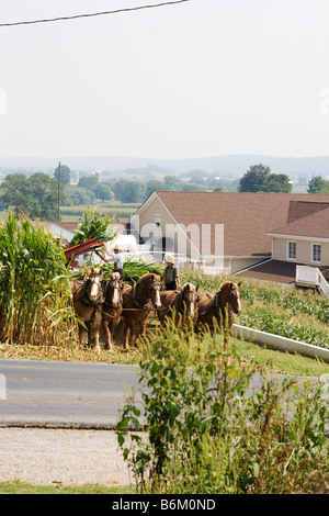 Due agricoltori Amish sul carrello horsedrawn raccolta del mais Foto Stock