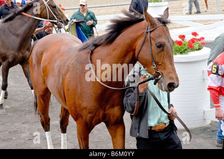 Thoroughbred raffreddamento ed essendo portato indietro al fienile dopo la gara di finitura Foto Stock