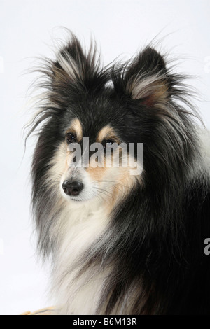 Sheltie 10 anni Shetland Sheepdog Foto Stock