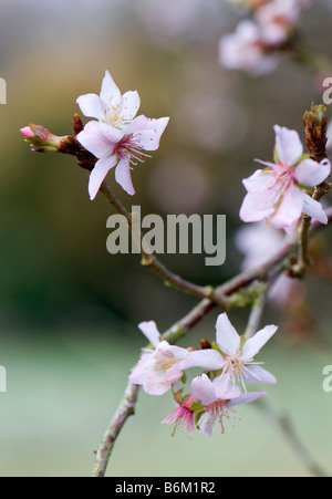 Prunus incisa febbraio rosa in fiore Foto Stock