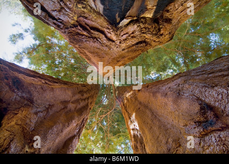Tre Redwood Sequoia, alberi di Sequoia National Park, Fresno California USA Foto Stock