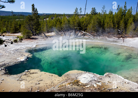 Molla di smeraldo, indietro il bacino, Norris Geyser Basin, il Parco Nazionale di Yellowstone; Wyoming; USA; Foto Stock