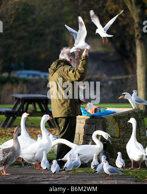 Un uomo alimentazione di uccelli selvatici in un parco pubblico. Foto Stock