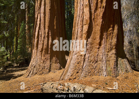 Due Redwood Sequoia, alberi di Sequoia National Park, Fresno California USA Foto Stock
